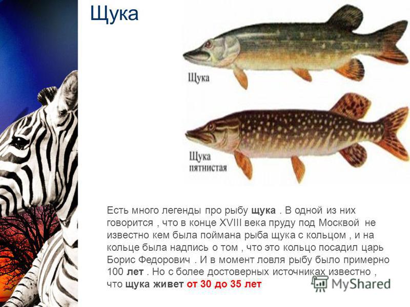 Щука Есть много легенды про рыбу щука. В одной из них говорится, что в конце XVIII века пруду под Москвой не известно кем была поймана рыба щука с кольцом, и на кольце была надпись о том, что это кольцо посадил царь Борис Федорович. И в момент ловля 