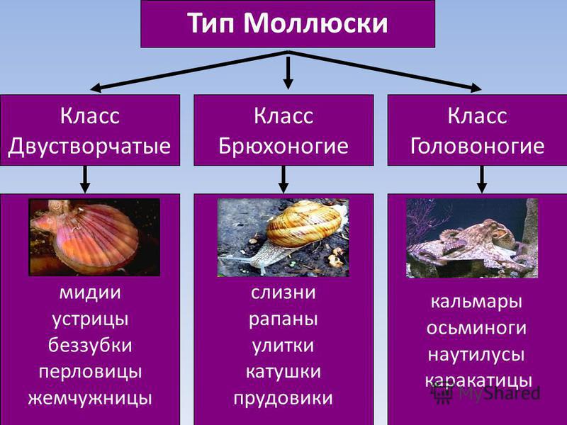 Презентация по биологии 7 класс по теме класс брюхоногие моллюски