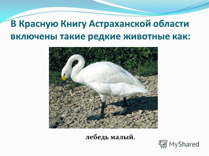 В Красную Книгу Астраханской области включены такие редкие животные как: лебедь малый.