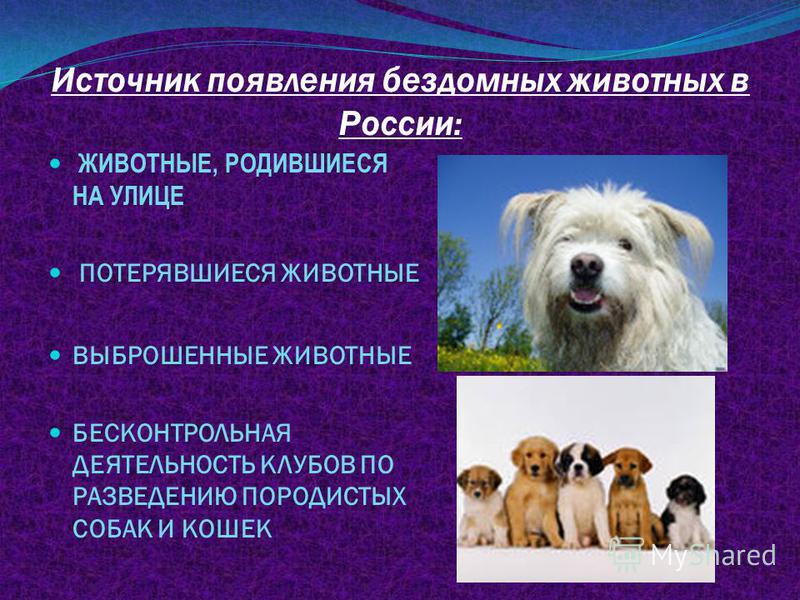 Источник появления бездомных животных в России: ЖИВОТНЫЕ, РОДИВШИЕСЯ НА УЛИЦЕ ПОТЕРЯВШИЕСЯ ЖИВОТНЫЕ ВЫБРОШЕННЫЕ ЖИВОТНЫЕ БЕСКОНТРОЛЬНАЯ ДЕЯТЕЛЬНОСТЬ КЛУБОВ ПО РАЗВЕДЕНИЮ ПОРОДИСТЫХ СОБАК И КОШЕК