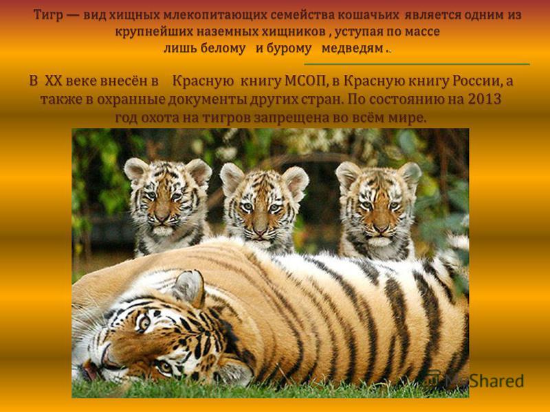 В XX веке внесён в Красную книгу МСОП, в Красную книгу России, а также в охранные документы других стран. По состоянию на 2013 год охота на тигров запрещена во всём мире.