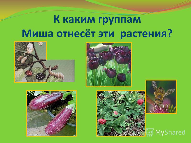 К каким группам Миша отнесёт эти растения?