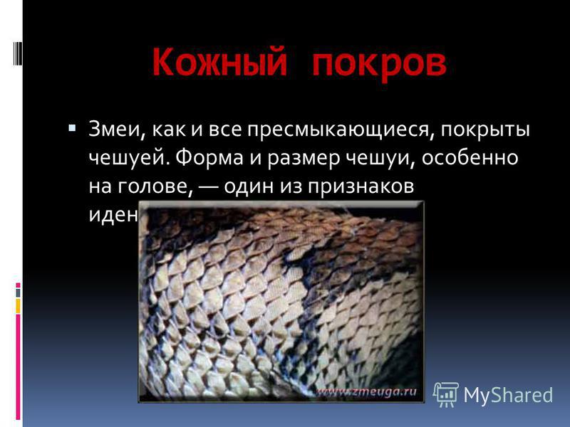 Кожный покров Змеи, как и все пресмыкающиеся, покрыты чешуей. Форма и размер чешуи, особенно на голове, один из признаков идентификации.
