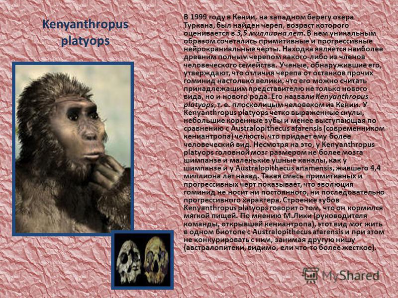 Kenyanthropus platyops В 1999 году в Кении, на западном берегу озера Туркана, был найден череп, возраст которого оценивается в 3,5 миллиона лет. В нем уникальным образом сочетались примитивные и прогрессивные нейрокраниальные черты. Находка является 