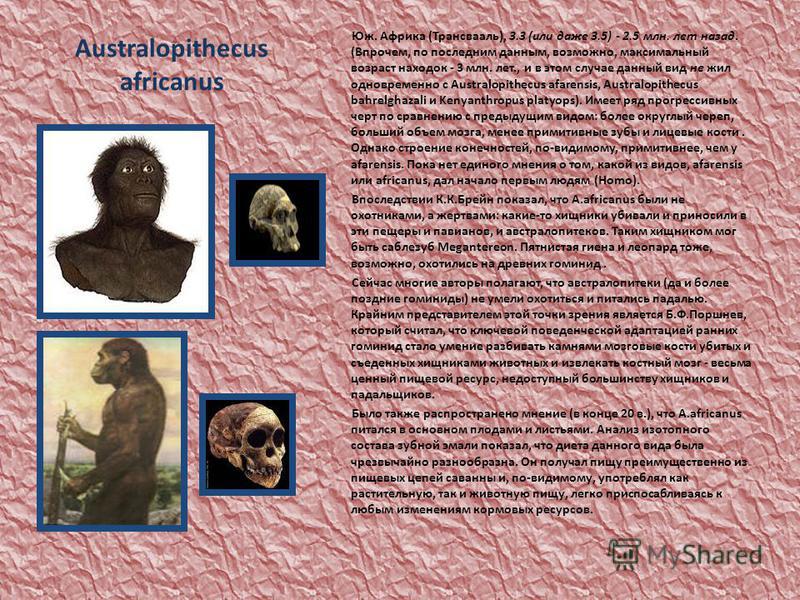 Australopithecus africanus Юж. Африка (Трансвааль), 3.3 (или даже 3.5) - 2.5 млн. лет назад. (Впрочем, по последним данным, возможно, максимальный возраст находок - 3 млн. лет., и в этом случае данный вид не жил одновременно с Australopithecus afaren