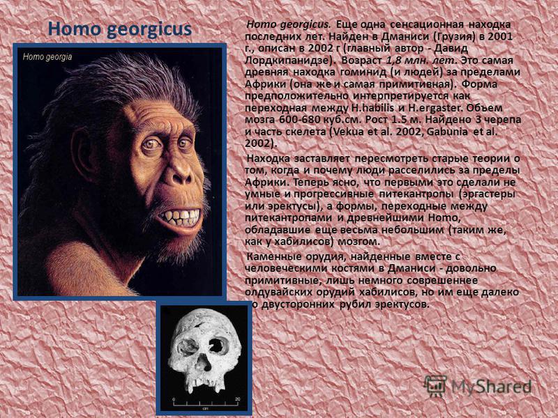 Homo georgicus Homo georgicus. Еще одна сенсационная находка последних лет. Найден в Дманиси (Грузия) в 2001 г., описан в 2002 г (главный автор - Давид Лордкипанидзе). Возраст 1,8 млн. лет. Это самая древняя находка гоминид (и людей) за пределами Афр