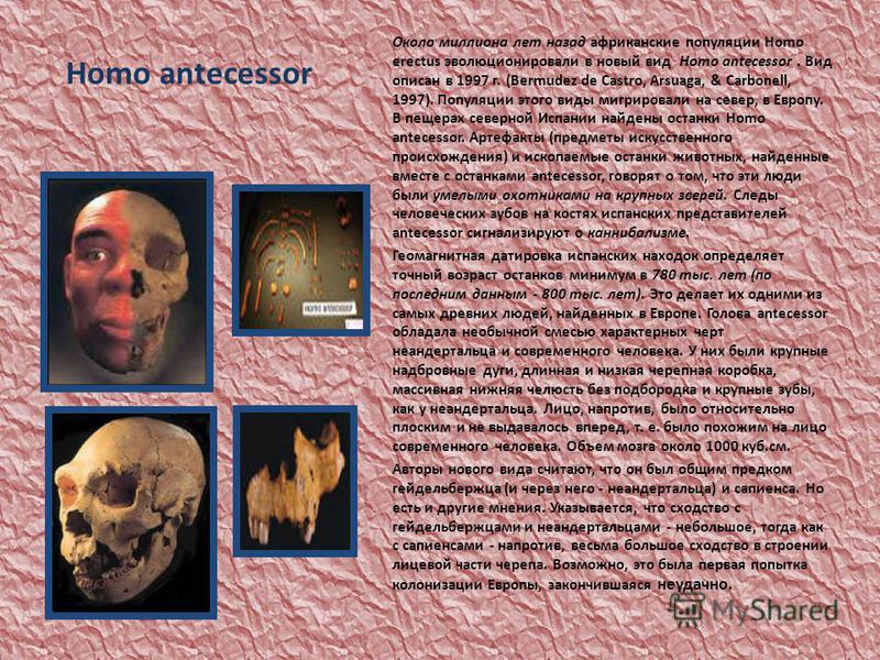 Homo antecessor Около миллиона лет назад африканские популяции Homo erectus эволюционировали в новый вид Homo antecessor. Вид описан в 1997 г. (Bermudez de Castro, Arsuaga, & Carbonell, 1997). Популяции этого виды мигрировали на север, в Европу. В пе