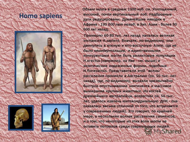 Homo sapiens Объем мозга в среднем 1300 куб. см. Уплощенный, высокий, почти вертикальный лоб. Надбровные дуги редуцированы. Древнейшие находки в Африке - 195 000 лет назад; в Зап. Азии - более 90 000 лет назад. Примерно 60-80 тыс. лет назад началась 