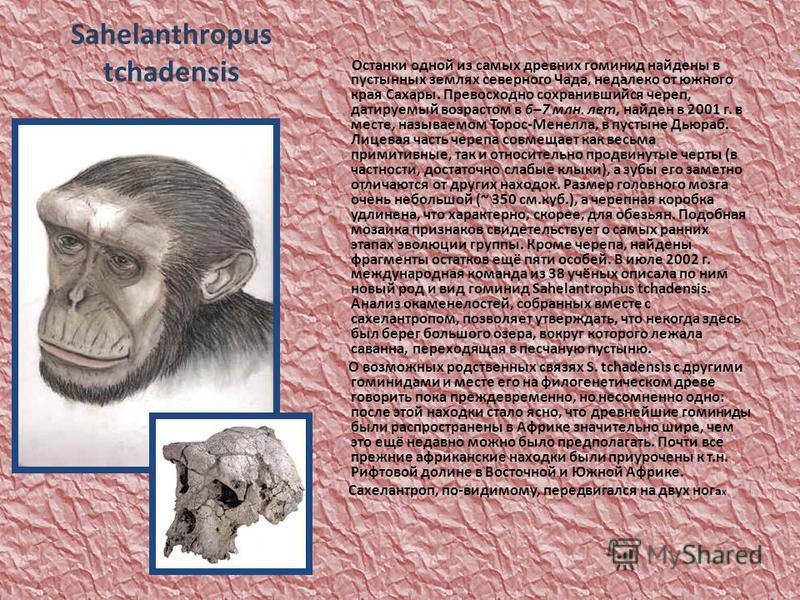 Sahelanthropus tchadensis Останки одной из самых древних гоминид найдены в пустынных землях северного Чада, недалеко от южного края Сахары. Превосходно сохранившийся череп, датируемый возрастом в 6–7 млн. лет, найден в 2001 г. в месте, называемом Тор
