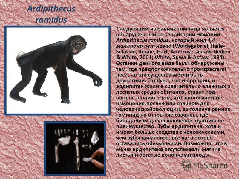 Ardipithecus ramidus Следующим из ранних гоминид является обнаруженный на территории Эфиопии Ardipithecus ramidus, который жил 4,4 миллиона лет назад (Woldegabriel, Haile- Selassie, Renne, Hart, Ambrose, Asfaw, Heiken & White, 2001; White, Suwa & Asf