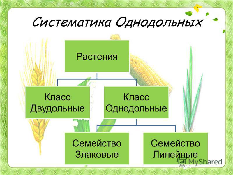 Растения Класс Двудольные Класс Однодольные Семейство Злаковые Семейство Лилейные Систематика Однодольных