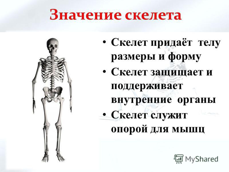 Скелет придаёт телу размеры и форму Скелет защищает и поддерживает внутренние органы Скелет служит опорой для мышц