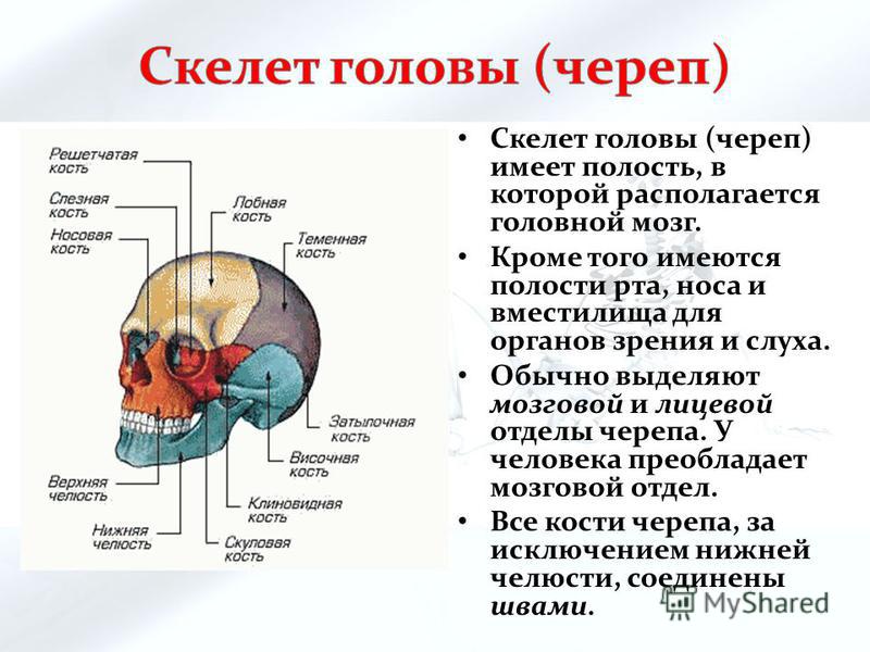 Скелет головы (череп) имеет полость, в которой располагается головной мозг. Кроме того имеются полости рта, носа и вместилища для органов зрения и слуха. Обычно выделяют мозговой и лицевой отделы черепа. У человека преобладает мозговой отдел. Все кос