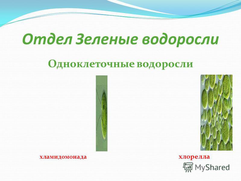 Отдел Зеленые водоросли Одноклеточные водоросли хламидомонада хлорелла