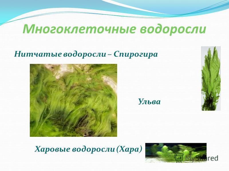 Многоклеточные водоросли Нитчатые водоросли – Спирогира Ульва Харовые водоросли (Хара)