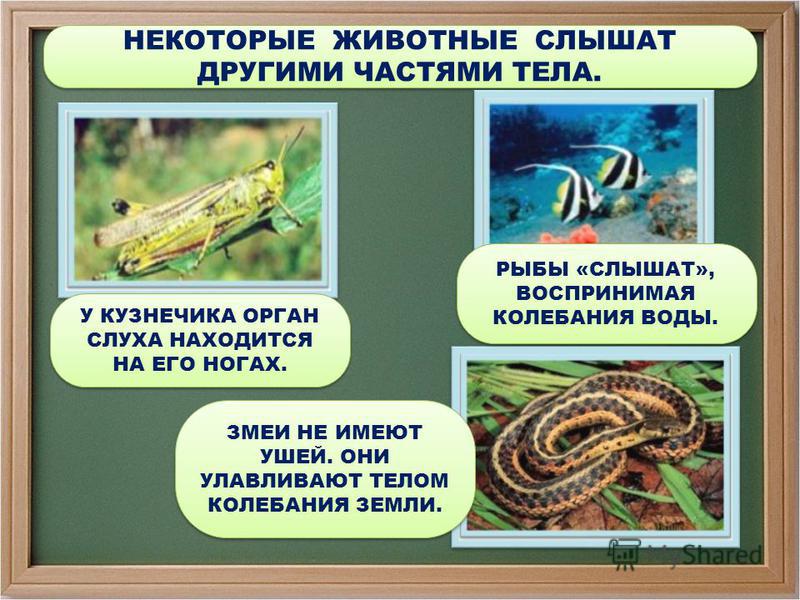 Косточки на ногах как называются
