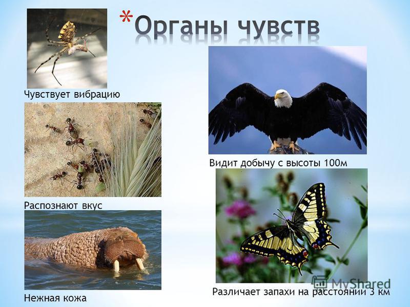 Как растут клыки коренные зубы Как растут клыки коренные зубы
