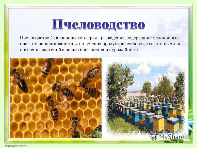 Место где выращивают растения фото - DelaDom.ru