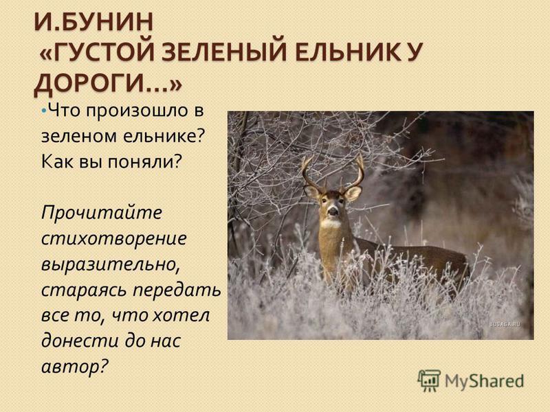 Стих и.а.бунина густой зелёный ельник у дороги Стих и.а.бунина густой зелёный ельник у дороги