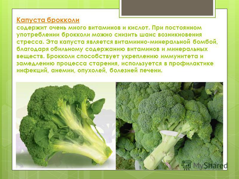 капуста брокколи чем полезна капуста брокколи чем полезна