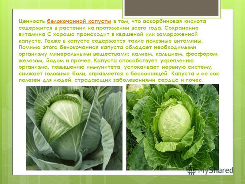 что содержится в белокочанной капусте что содержится в белокочанной капусте