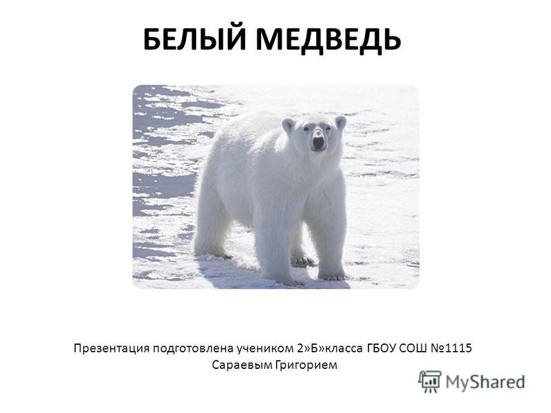 Курсовая работа по теме Биология белого медведя