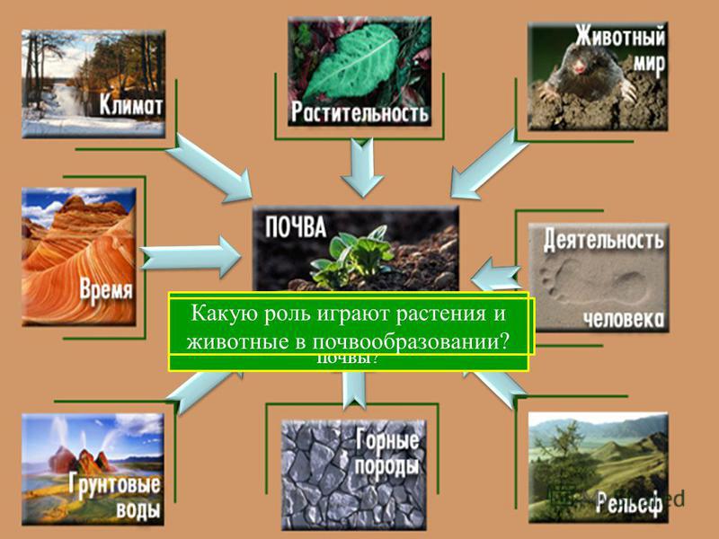 С чего начинается образование почвы? Какие горные породы наиболее распространены на территории России? Как влияет рельеф на процесс почвообразования? Какое влияние оказывает уровень грунтовых вод на почвы? Какие компоненты климата оказывают влияние н