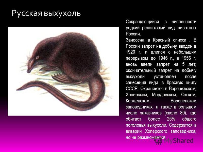 Презентация на тему: ""Люби и охраняй свой край!" Особенности природы и экологии