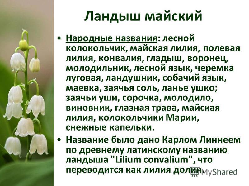 Ландыш описание - BanKamen.ru