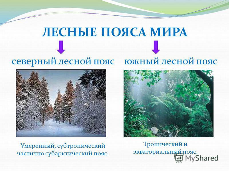 Северный лесной пояс какие страны