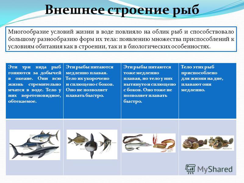 Презентация по биологии за 7 класс на тему позвоночные классы рыб