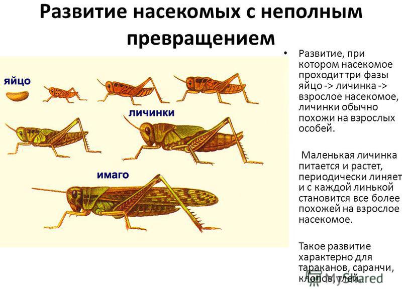 Биология 8 класс тема насекомые