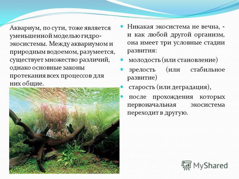 Аквариум Как Модель Экосистемы Практическая Работа Аквариум Как Модель Экосистемы Практическая Работа
