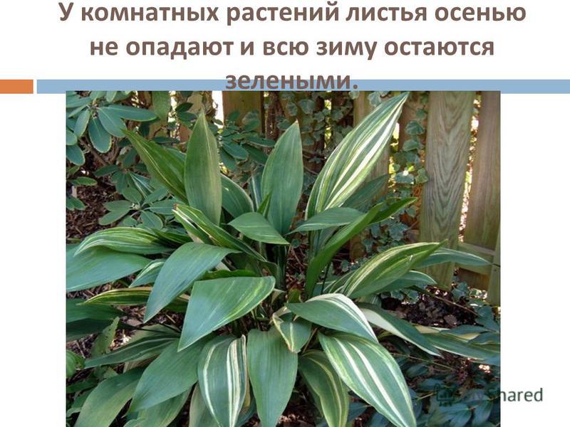 Почему опадают у комнатного растения листья зимой Почему опадают у комнатного растения листья зимой