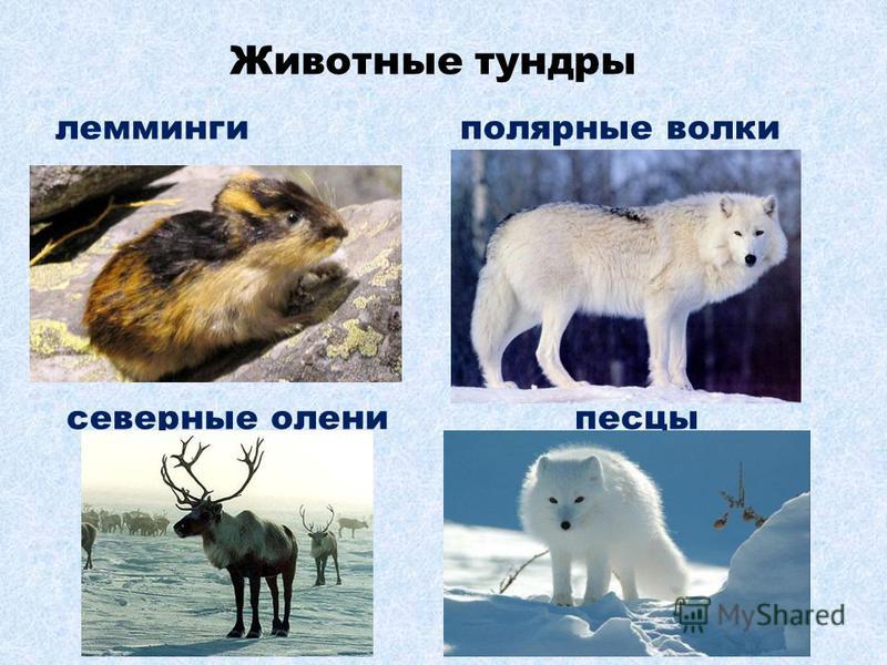 http://images.myshared.ru/10/1004400/slide_10.jpg