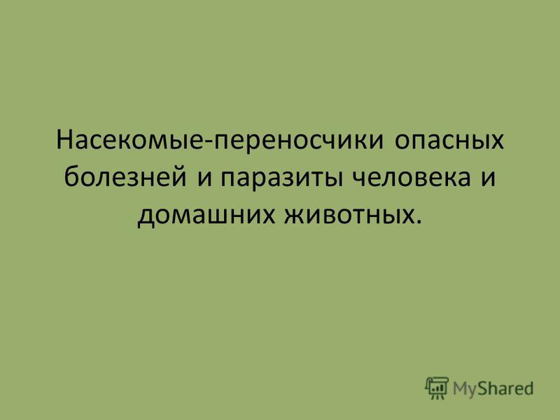 мухи паразиты человека мухи паразиты человека