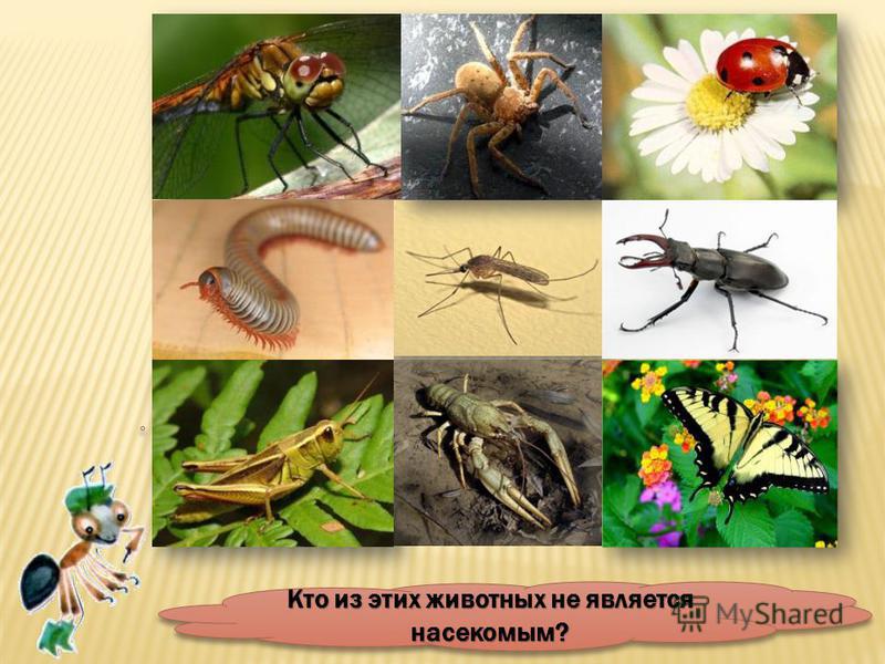 По количеству видов насекомые – самая богатая группа животных в мире. Они составляют 70 – 75 % всех видов животных, населяющих Землю.