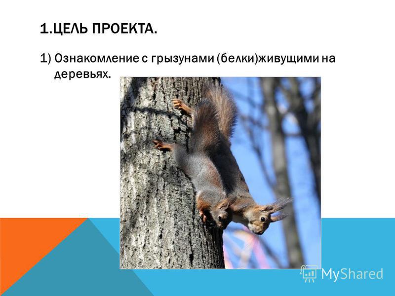 1. ЦЕЛЬ ПРОЕКТА. 1)Ознакомление с грызунами (белки)живущими на деревьях.