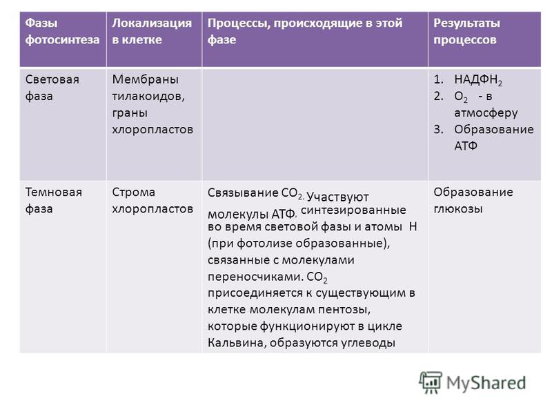 Таблица по биологии 10 класс фотосинтез