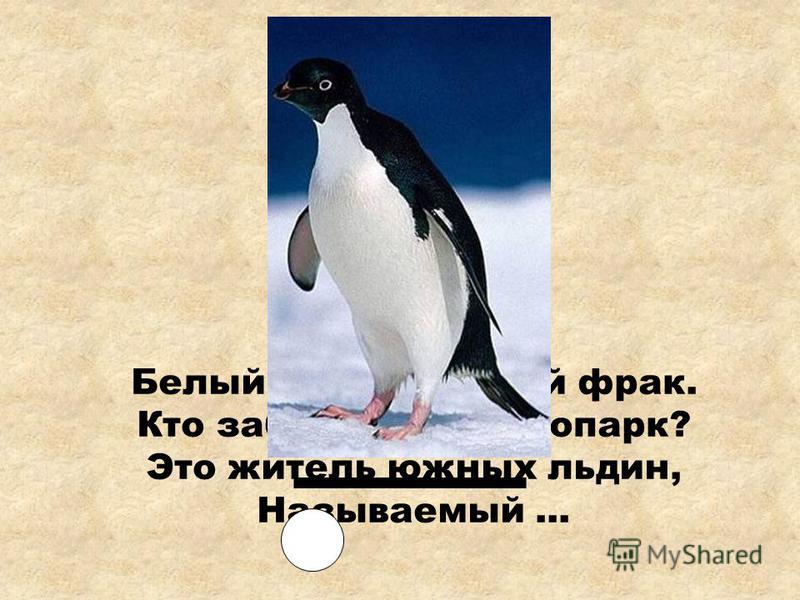 Звуки пингвина скачать бесплатно