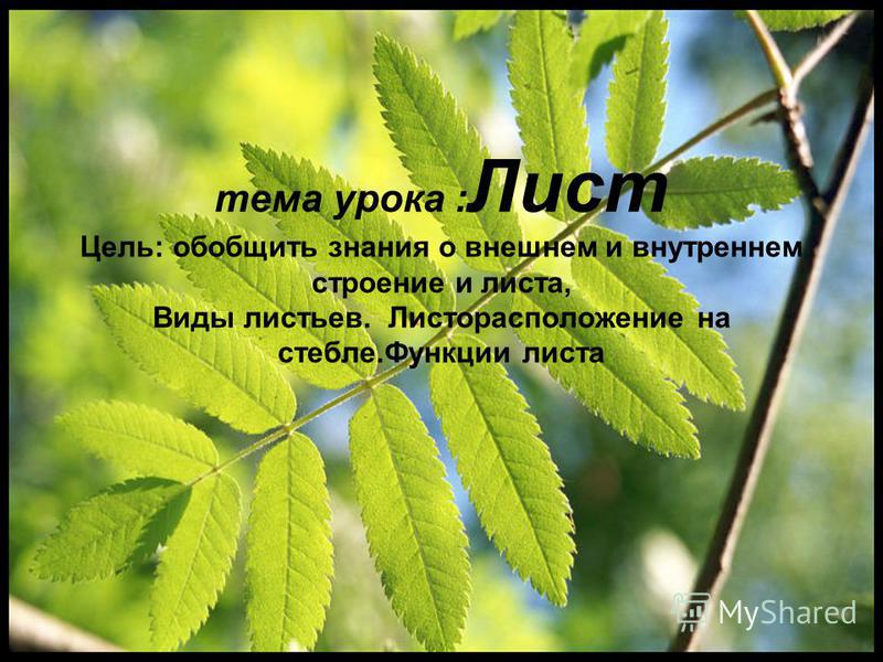Листья Виды Фото Листья Виды Фото