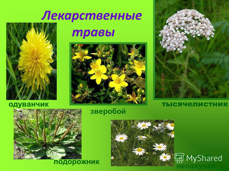 Лекарственные растения