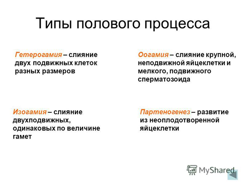 размножение половое картинки онлайн размножение половое картинки