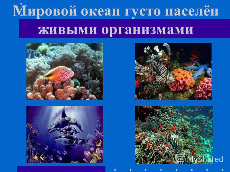 Мировой океан густо населён живыми организмами