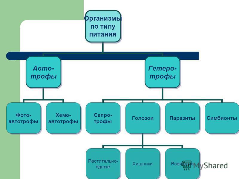 Био 9 конспект урока питание клетки