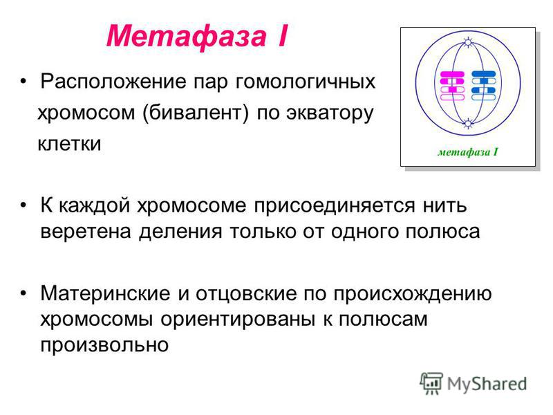 Расположение бивалентов в экваториальной плоскости фаза Экваториальная пластинка распад бивалентов цитокинез