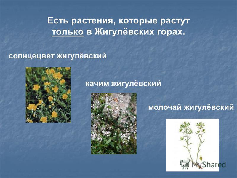 жигулевский горы презентация