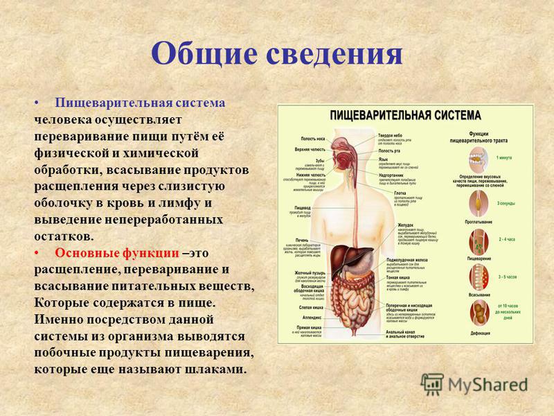 Болезни пищеварения и с чем они связаны Болезни пищеварения и с чем они связаны