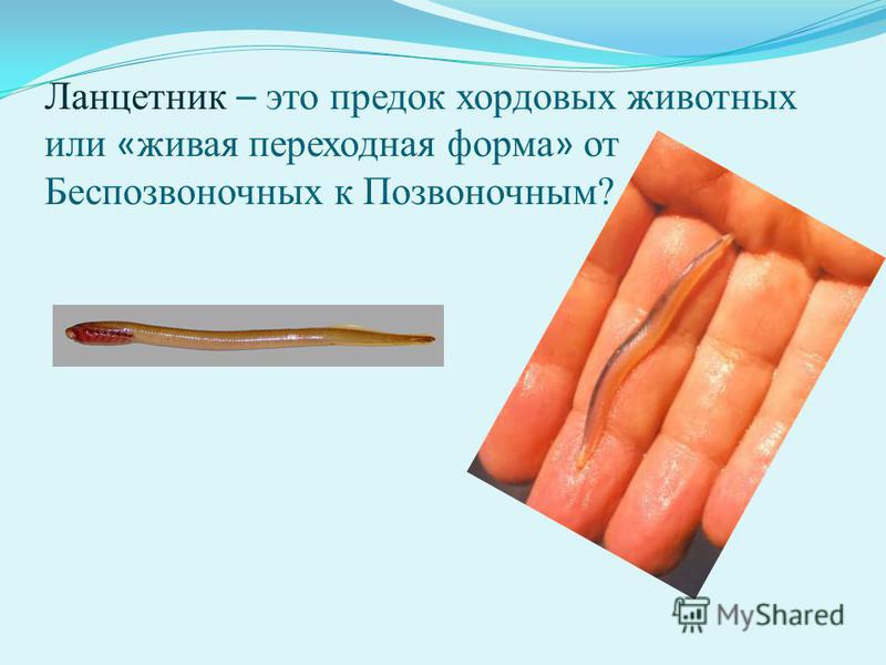 ужасные паразиты человека ужасные паразиты человека