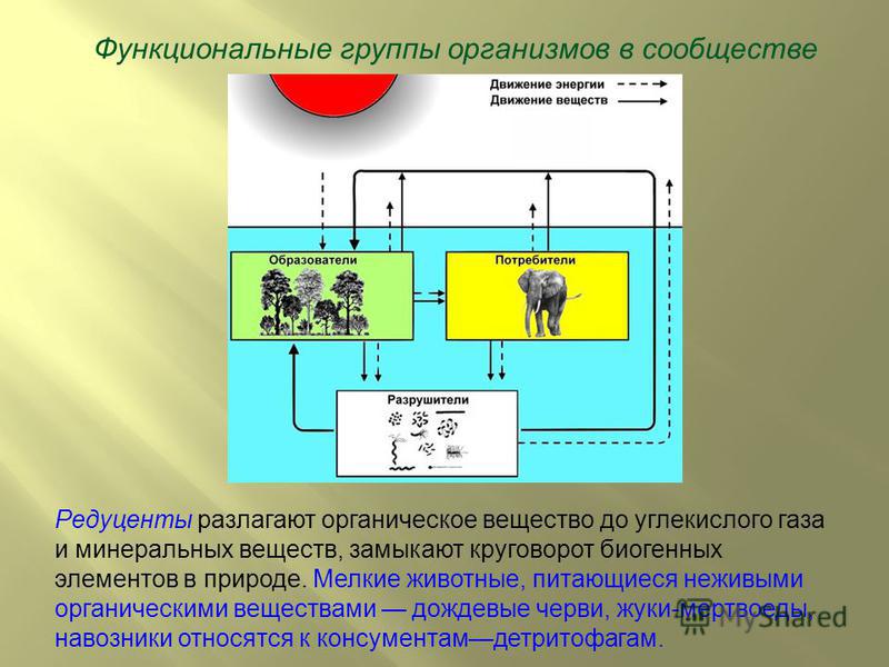 Чем связаны в природе живые организмы Чем связаны в природе живые организмы